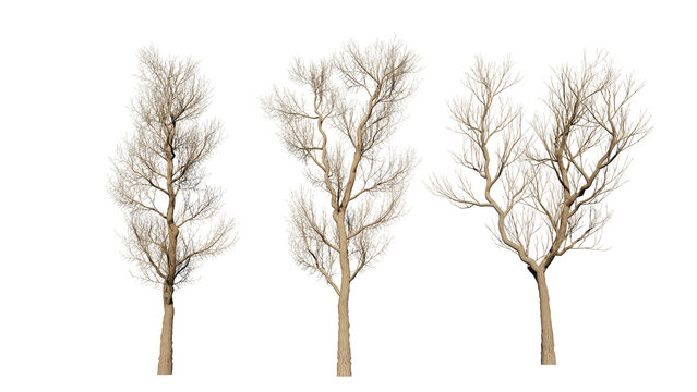 The tree has no leaves. tree silhouette isolated on white