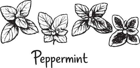 Peppermint, hand-painted whiteboard marker peppermint leaf collection of multiple mint leaf varieties in vibrant black tones. Ideal for herbal branding, botanical designs, organic products © Ayba Creative Art