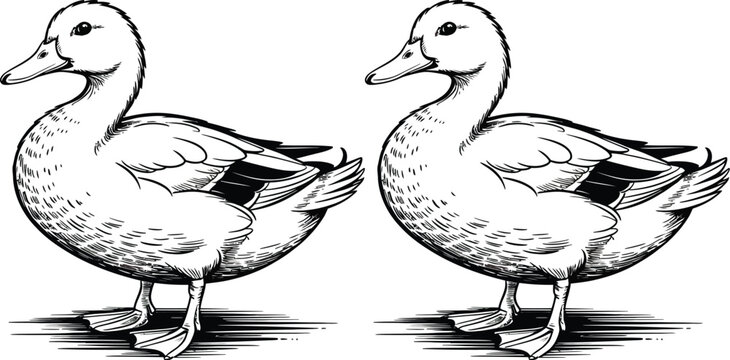 Black and white ducks, vector illustration, duck pair, animal icons