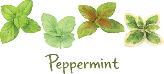 Peppermint, hand-painted watercolor object of peppermint leaf collection with multiple mint leaf varieties in vibrant green tones. Ideal for herbal branding, botanical designs, organic products © Ayba Creative Art