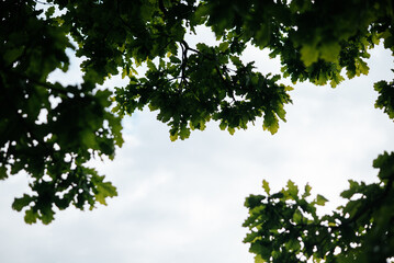 Fototapeta premium Trees with green leaves create a natural frame around a cloudy sky.