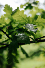 Fototapeta premium Raindrops rest on vibrant green leaves of a tree branch in a natural environment.