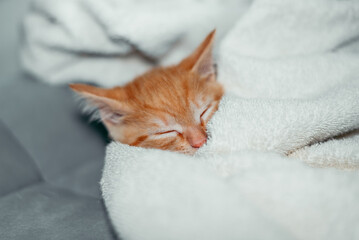 An orange kitten is curled up and sleeping soundly while wrapped in a soft white blanket. © Sergio
