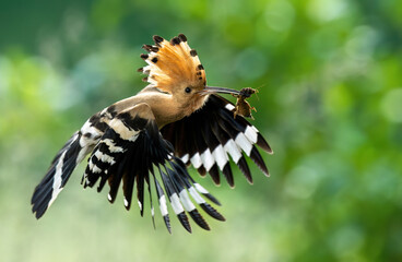Eurasian hoopoe bird in early morning light ( Upupa epops ) © Piotr Krzeslak