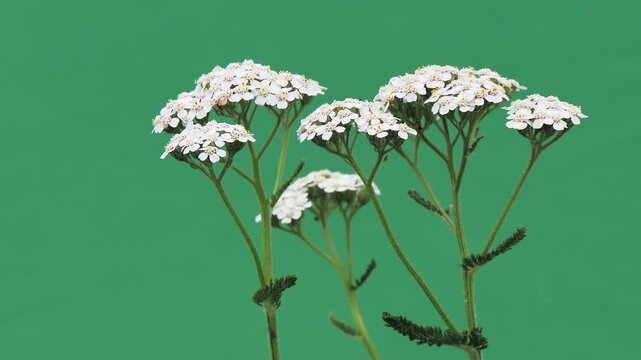 White yarrow flowers blooming close up on green background.