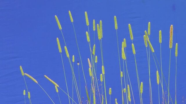 Green wild grass spikes swaying against blue chroma key background.