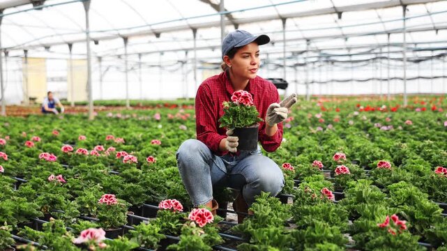 Smiling young florist woman sitting on her haunches demonstrating a garden-pot of geranium flower in a hothouse