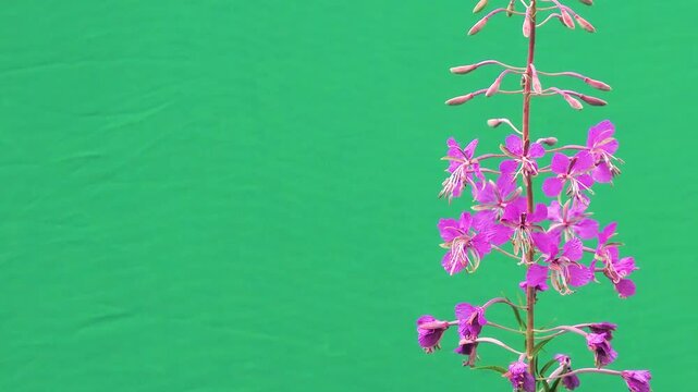 Blooming fireweed plants swaying against green chroma key background.