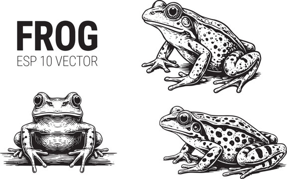Detailed hand drawn sketch of common frog and toad species in various poses for nature illustration.