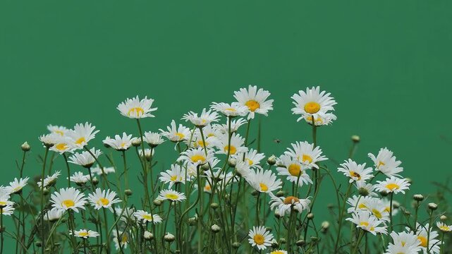White daisy flowers swaying against green chroma key background.