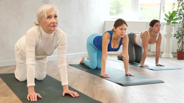 Elderly woman practicing group yoga, doing cat cow pose Chakravakasana increasing flexibility of neck, shoulders and spine. Concept of healthy active lifestyle of aged adults. High quality FullHD