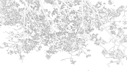 Delicate Outline Image of Lush Tree Branches and Foliage Against a White Background © Robby