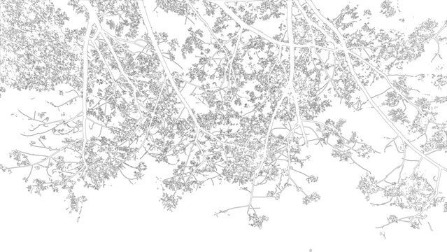 Delicate Outline Image of Lush Tree Branches and Foliage Against a White Background
