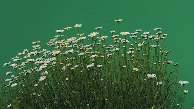 White daisy flowers swaying against green chroma key background.
