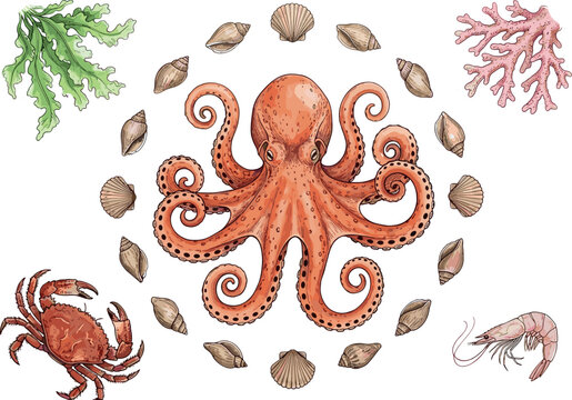 Vintage sketch marine life vector illustration collection featuring a detailed octopus crab shrimp seaweed coral branch and decorative circle of seashells (23 words)