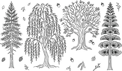 Tree line art vector illustration set with pine oak willow fir evergreen botanical nature forest leaves acorns plants elements © MdShakib