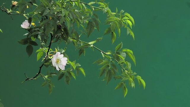 Wild rose branch on green screen with blackcap singing sound.