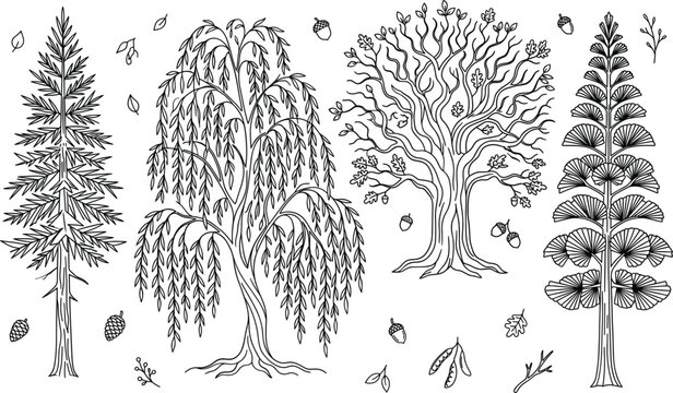 Tree line art vector illustration set with pine oak willow fir evergreen botanical nature forest leaves acorns plants elements