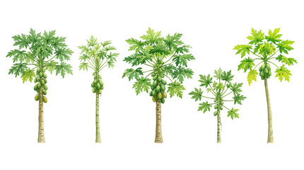 Fototapeta premium Illustration of Growing Papaya Trees Showing Different Growth Stages with Lush Green Foliage