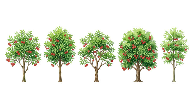 Series of apple trees in various stages of fruit bearing for orchard landscape design