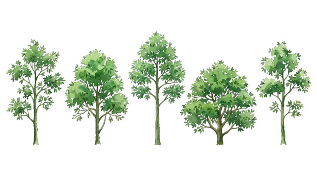 Series of five lush green deciduous trees illustrated with varying heights and leaf densities for nature and botanical visual