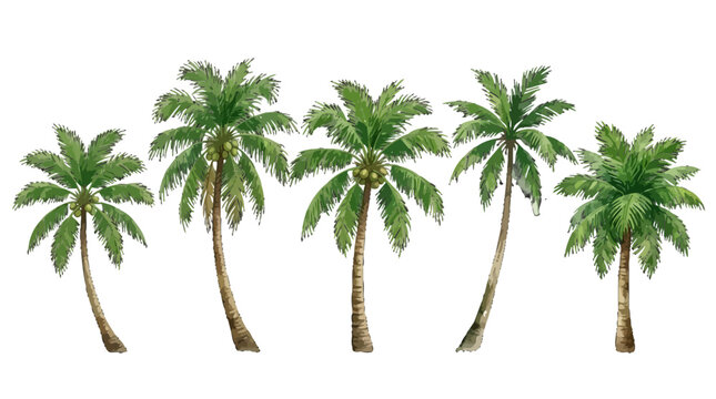 Diverse leaning palm trees with lush green fronds arranged in a fan-like pattern on a clean white background showcasing tropical
