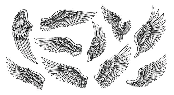 Artistic collection of hand drawn bird or angel wings in different poses featuring detailed feather textures for tattoo or logo design art.