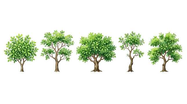 Different stages of tree growth illustrating development from small saplings to mature trees in a series of vibrant illustrations