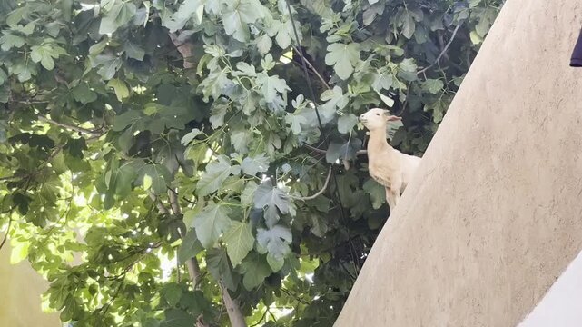 Goat in a Fig Tree in Morocco