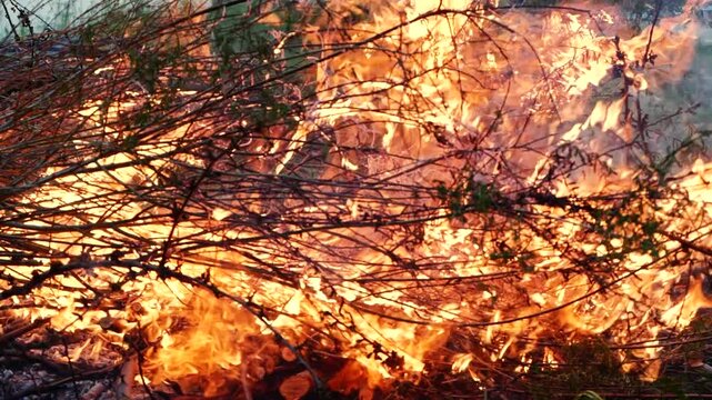 Closeup burning campfire, fire flames on wood logs and tree branches in forest