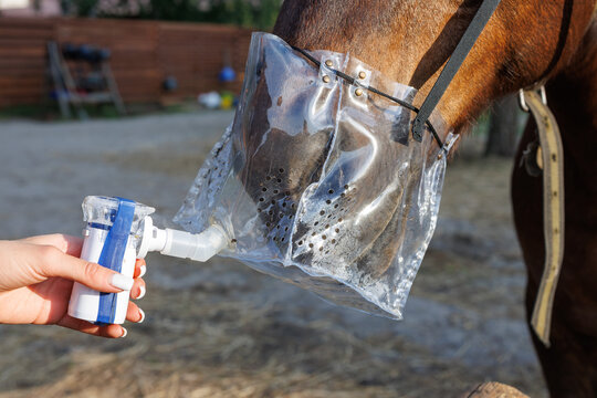 A close-up of a human hand holding a medical nebulizer connected to a plastic inhalation mask on a horse's muzzle