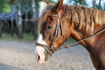 Profile portrait of a brown horse with a white stripe on its face, wearing a leather bridle with braids in its mane © WoodHunt
