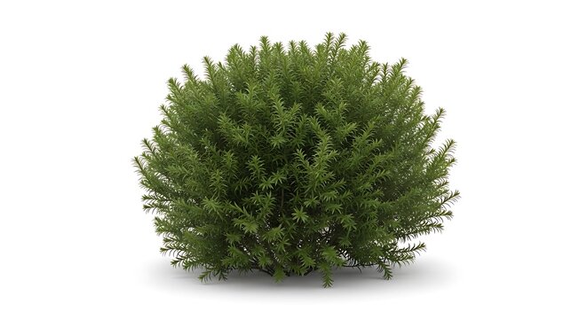 A isolated round evergreen bush of Cephalotaxus or Japanese plum yew with dense green needle-like foliage on a white background for landscape design element