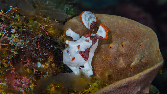 Colorful warty frogfish resting on coral reef sponge in Anilao Philippines