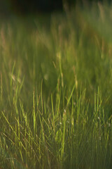 Obraz premium Fresh green meadow grass texture close up in soft warm sunset light with blurred background.