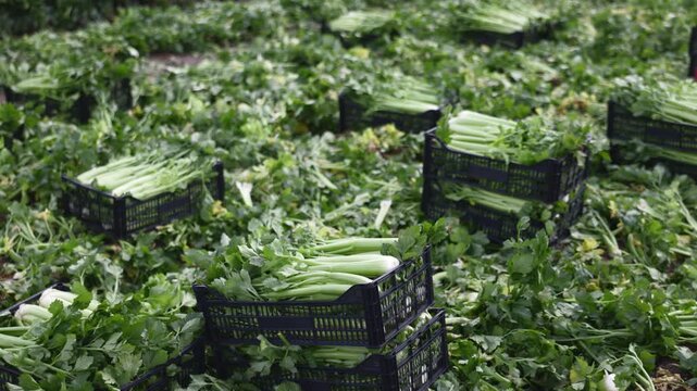 Harvesting organic celery in containers in a field. Picked celery and packed into boxes in a farmers field. Industrial production of vegetables and greens. High quality 4k footage