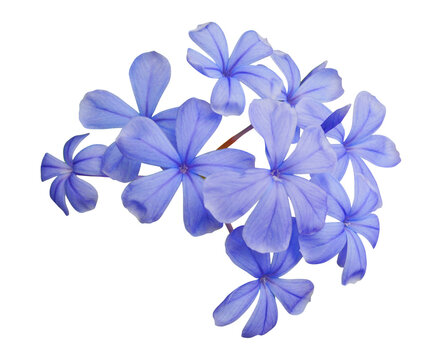 Blue plumbago auriculata or Cape leadwort flower bouquet isolated on transparent background.