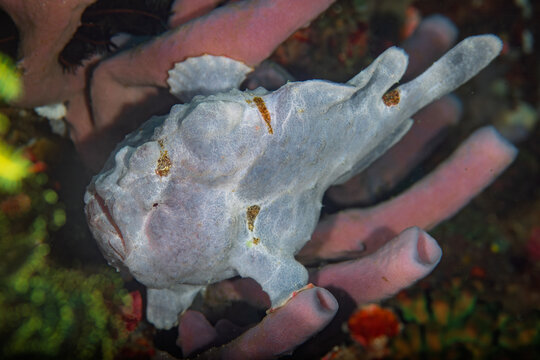 Giant Commerson's frogfish camouflaged on a colorful coral reef in Anilao Philippines