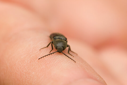 Macro of Agriotes sp. click beetle on human finger, showing small brown Elateridae insect with serrated antennae and detailed texture.