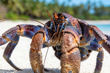 Obraz premium Large coconut crab walking on a white sand beach with palm trees