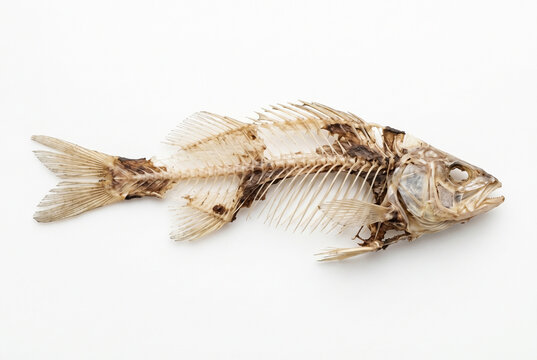 Complete fish skeleton isolated on white background