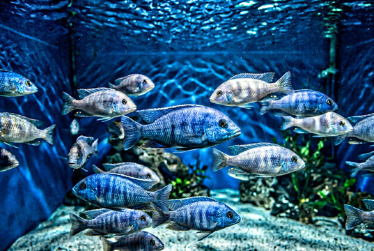 School of blue cichlid fish swimming in clear aquarium water