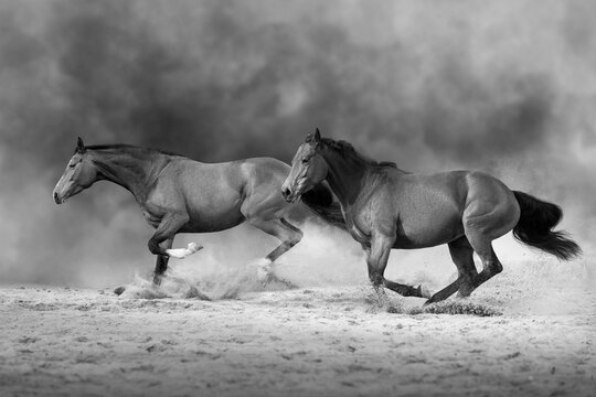 Horses run free