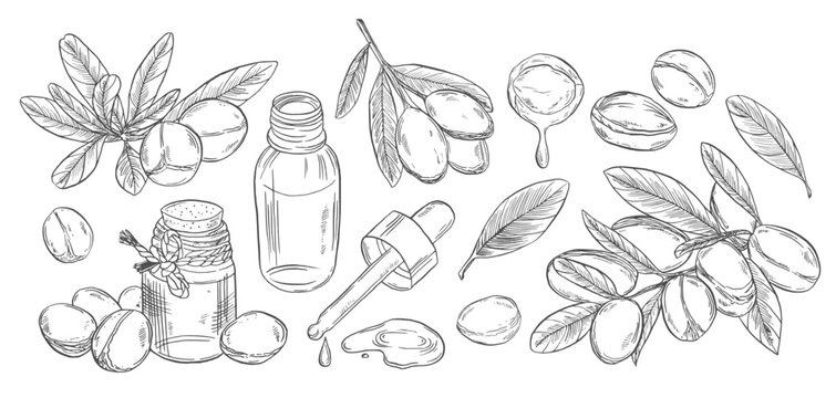 Botanical vector sketch of argan tree branch with nuts, leaves and oil bottle