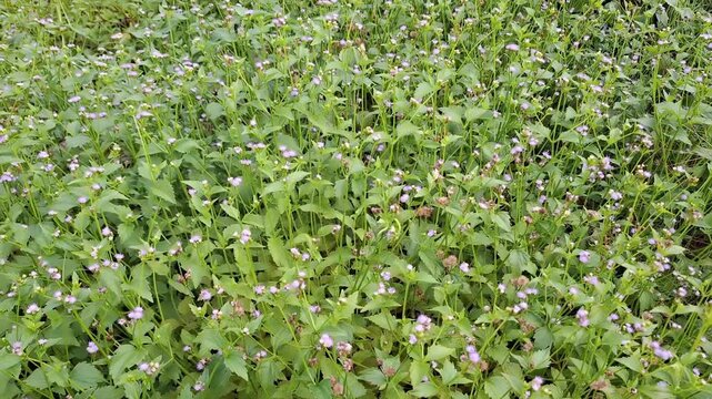 A lush green field of wild Ageratum conyzoides weeds filled with small blooming purple and violet flowers swaying gently in daylight.