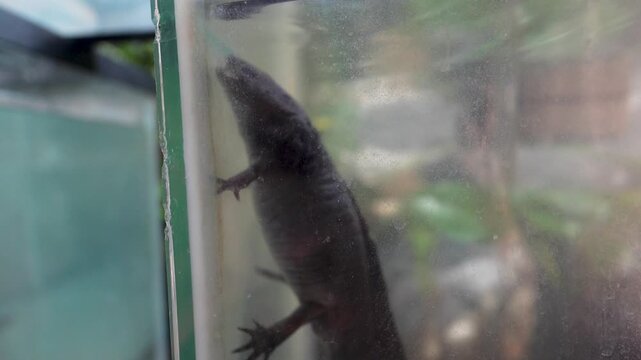 Endangered Mexican axolotl in research and conservation facility