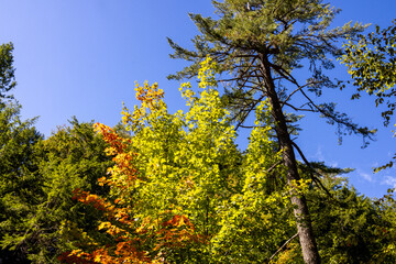 Fototapeta premium Autumn foliage in a Nova Scotia forest with colourful maple leaves evergreen pine trees and vibrant seasonal woodland colours beneath a deep blue sky during a bright sunny day