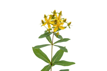 A blooming st. john's wort plant with bright yellow flowers and green leaves, isolated on a solid black background, for botanical studies