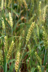 Obraz premium Green wheat stalks growing in a sunny field in the countryside of China.