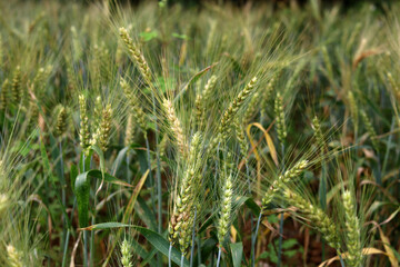Obraz premium Green wheat stalks growing in a sunny field in the countryside of China.